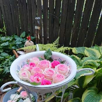 バラ・ピエールドゥロンサールの画像 by えりちゃんさん | 玄関と手洗いベースンと幸せとばら バラ 薔薇とバラ・ピエールドゥロンサールときれいと今日の一枚とDIYと花のある暮らしとかわいいな♡とあめふり