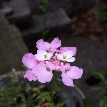 ピンク系の画像 by Lさん | 小さな庭と鉢植えと花のある暮らしとピンク系とたね