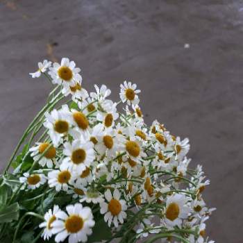 マトリカリア,白い花,花市場,仕事先,はなのある暮らしの画像