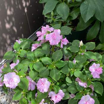薔薇咲きインパチェンス♡の画像 by ムーミンさん | 小さな庭と薔薇咲きインパチェンス♡と育てやすいとシェードガーデンとピンク❤︎ピンクとおうち園芸