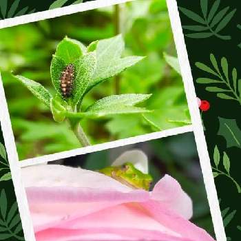 シャスターデージー♪の画像 by みいみいさん | 小さな庭と昆虫と植物とてんとう虫とかえるとシャスターデージー♪とGSアダルトチームとチーム愛知