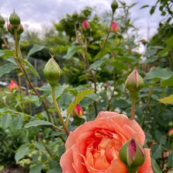 オレンジ色の画像 by ぴちぴちぴーちさん | 小さな庭とバラのアーチとイングリッシュ・ローズとオレンジ色とバラ・ミニバラ