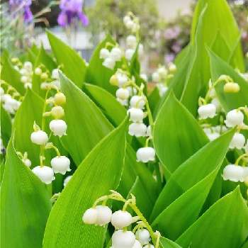 しろいはなの画像 by Masamiさん | 鈴蘭 （すずらん）と植物のある暮らしと花のある暮らしとかわいいと白い花としろいはな