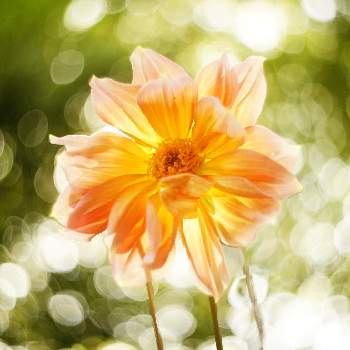 玉ボケの画像 by XLCRさん | お出かけ先とダリアとグリーンアクセサリー♪と光輝く花とオレンジ色の花と太陽の光に透ける花と花のある暮らしと花を撮る暮らしと玉ボケとぐるぐるボケ