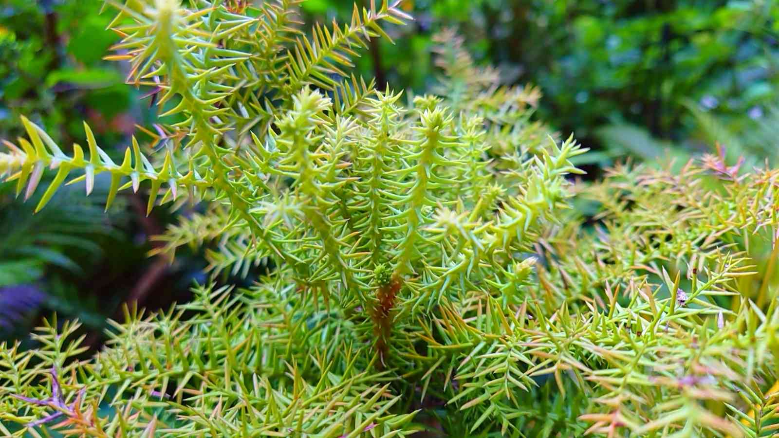 Araucaria（アローカリア／ナンヨウスギ）について｜🍀GreenSnap（グリーンスナップ）