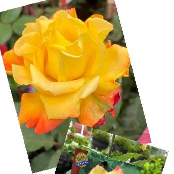 リオサンバの画像 by ♡喜依(kiyori)♡さん | バラ　リオサンバとkiyori My gardenとリオサンバと素敵　綺麗　可愛いと花に恋する私☆〜（ゝ。∂）と我が家のバラ・ローズとiPhone11撮影とウクライナ応援しています。とチーム新潟