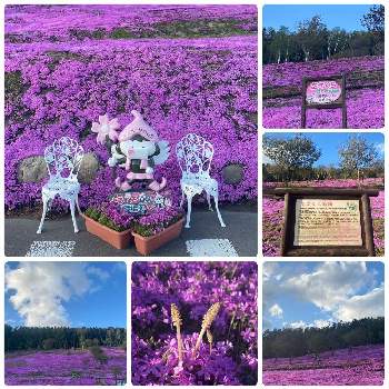 芝桜の花の画像 by 空色さん | お出かけ先と北海道と芝桜の花と 芝桜と芝ざくら滝上公園と良い香りとピンクの絨毯