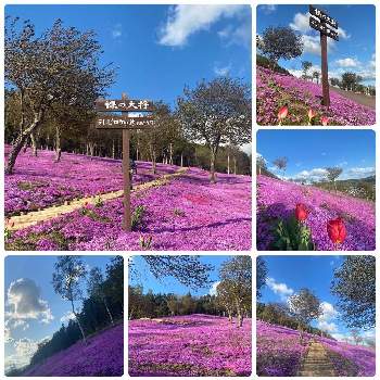 芝桜の花の画像 by 空色さん | お出かけ先とピンクの絨毯と 芝桜と芝桜の花と北海道と芝ざくら滝上公園と良い香り