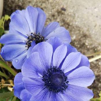 アネモネ,青い花,小さな庭の画像