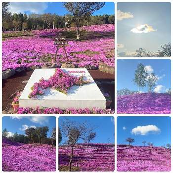 芝桜の花の画像 by 空色さん | お出かけ先とピンクの絨毯と 芝桜と芝桜の花と北海道と芝ざくら滝上公園と良い香りと虹雲