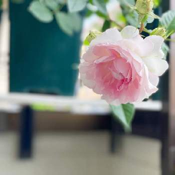 やっぱり花が好き♡の画像 by wakoさん | バルコニー/ベランダとバラ シャリマーとバラと薔薇とばら バラ 薔薇と薔薇愛同盟とシャリマーとバラのある暮らしと花のある暮らしとロサオリエンティスとロサオリエンティス プログレッシオとバラ・ミニバラとやっぱり花が好き♡