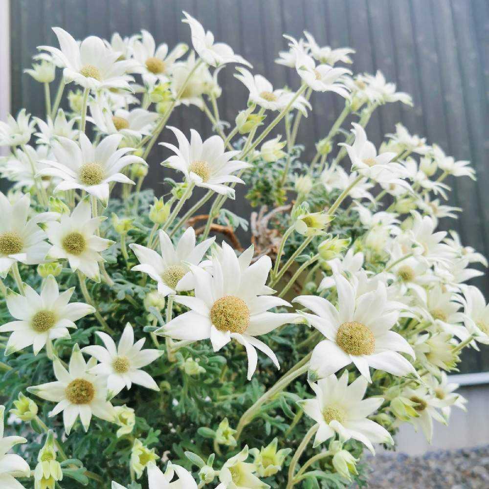 フランネル　フラワー　フェアリーホワイト8号特大苗木　最高等級 フランネル フラワー フェアリーホワイト8号特大苗木 最高等級