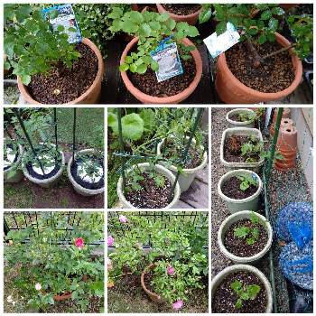  ミニトマトの画像 by CHIBACHANさん | 小さな庭とばら バラ 薔薇と鉢植えと庭仕事とゴーヤカーテンとアイスバーグ♡と ミニトマトと蕗 フキ