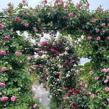 ピンクのバラ♡の画像 by たらえさん | お出かけ先とバラのアーチとバラ園とピンクのバラ♡