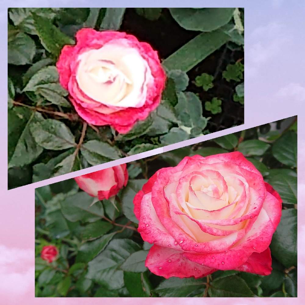 薔薇 ノスタルジーの投稿画像 By たけこたさん 広い庭とおうち園芸とおうち園芸 22月5月15日 Greensnap グリーンスナップ Greensnap グリーンスナップ 薔薇 ノスタルジーの投稿画像 By たけこたさん 広い庭とおうち園芸とおうち園芸 22月5月15日 Greensnap グリーンスナップ Greensnap グリーンスナップ