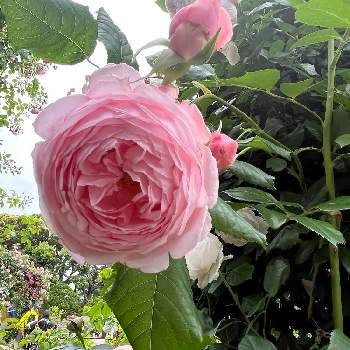 ピンクのバラ♡の画像 by たらえさん | お出かけ先とピンクの花とバラ園と薔薇ナエマとピンクのバラ♡