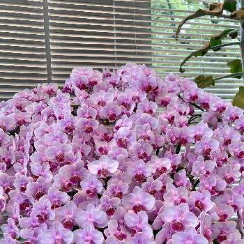 日比谷公園の画像 by ヤンビビさん | お出かけ先と胡蝶蘭とビックリ！！と日比谷公園と紫色の花とピンク❤︎ピンクと珍しいと面白いと赤紫色の花