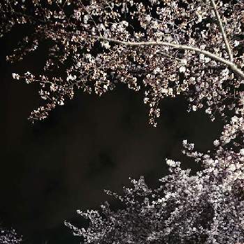さくら 桜 サクラの画像 by Sayuさん | お出かけ先と夜桜とさくら 桜 サクラと桜フォトコン2022