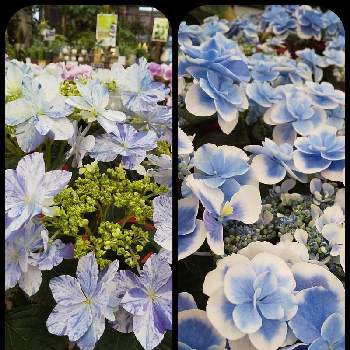 鉢植えの花の画像 by *Aquarium*さん | アジサイ 衣純千織と紫陽花　ドリップブルーと衣純千織と鉢植えのお花と鉢植えの花と紫陽花ハイドランジアとガクアジサイ✨と鉢植えと青い花が好き