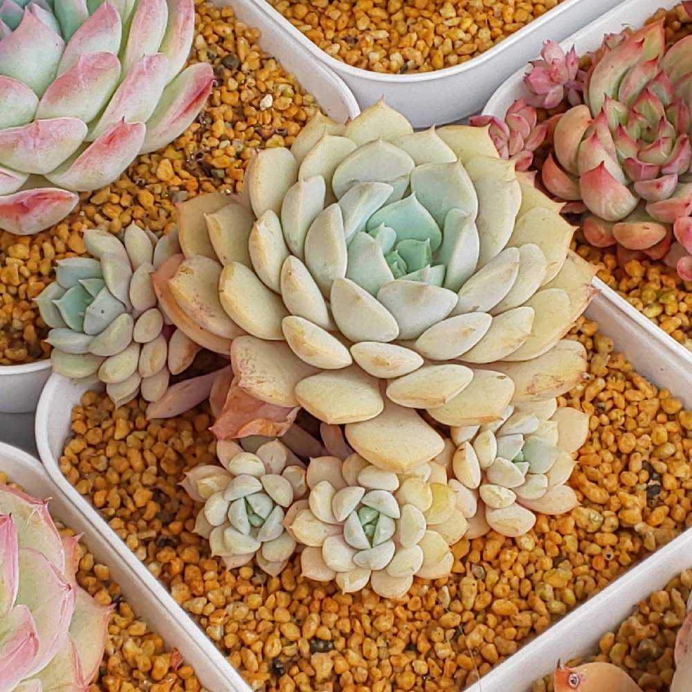 多肉植物 Clara群生 【公式通販】