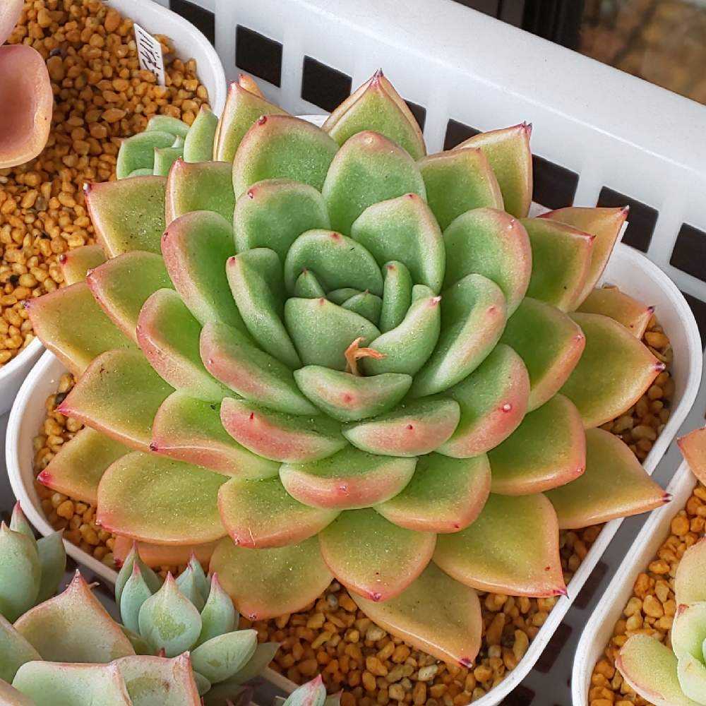 185 シャイニングパール①の生長記録 2022.05.15更新