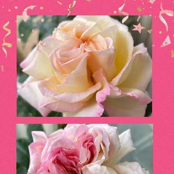 G,Sの皆さんに感謝の画像 by ユーリさん | バルコニー/ベランダとG,Sの皆さんに感謝と植物のある暮らしと植物が好き♡と日本のバラと花に惹かれて癒されると薔薇が好き❤と香りの良いバラと大輪のぱらと花に癒される日々と四季咲バラ