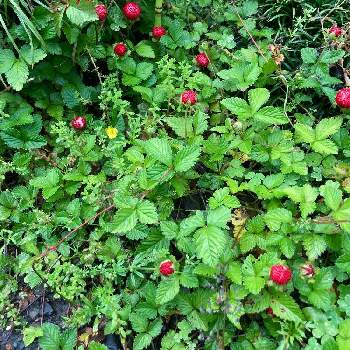 野いちご❀の画像 by WAKOさん | 小さな庭とイチゴ♡と私の癒しと野いちご❀と可愛いと花のある暮らし
