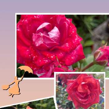 コーヒーオベーション バラの画像 by くう～⭐️さん | 広い庭と可愛い⭐︎と癒しとコーヒーオベーション バラと庭に咲いているお花と綺麗になってね♡とGSに感謝とミニバラ　マラクジャコルダとフォーエバー ローズ