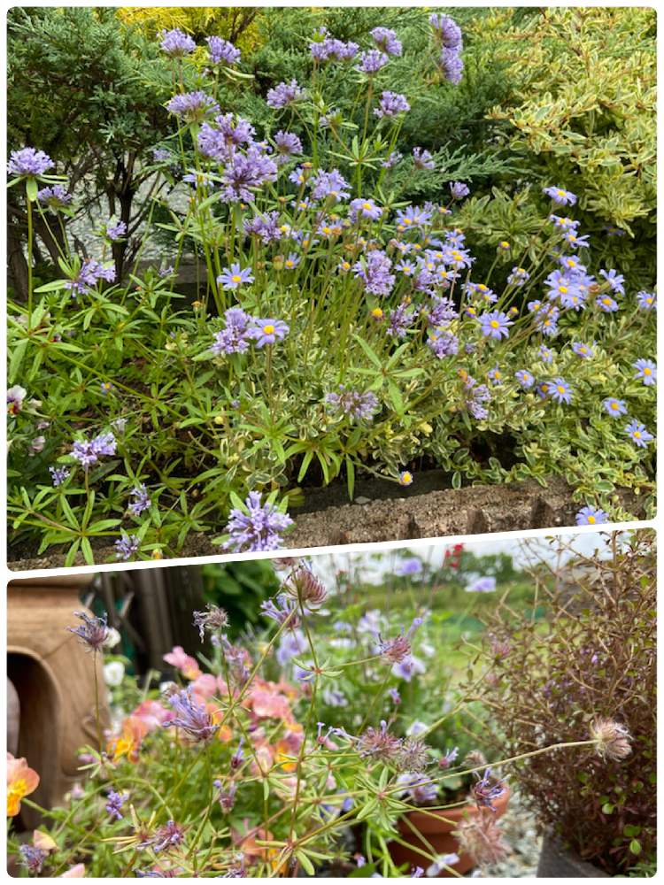 アスペルラの投稿画像 By Mahosihoさん 斑入りブルーデージーともふもふと種まきっ子と花壇と青い花と宿根 多年草と一年草ともふもふと種まきっ子と花壇と青い花と宿根 多年草と一年草 22月5月15日 Greensnap グリーンスナップ Greensnap グリーンスナップ