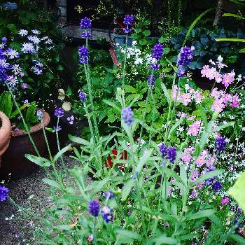 ビオラ苗ケース希望の画像 by poohkawaさん | 小さな庭と花のある暮らしとビオラ苗ケース希望