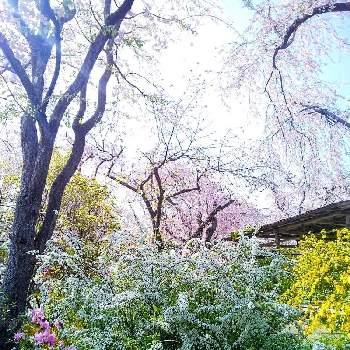 京都の画像 by 心ほっと。。。さん | お出かけ先と原谷苑と木のある風景とさくら 桜 サクラと心ほっと。。。京都と京都とお花