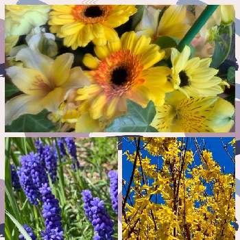 ムスカリ,レンギョウ,アルストロメリア,ガーベラ,小さな花で幸せをの画像
