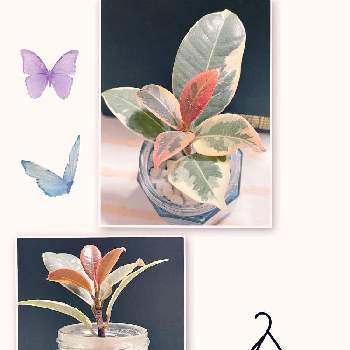 フィカス・ルビーの画像 by りっこさん | 窓辺とフィカス・ルビーと観葉植物と癒やしと綠のある生活と可憐と可愛い〜♡