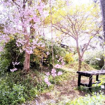 京都の画像 by 心ほっと。。。さん | お出かけ先と原谷苑とベンチと木のある風景とさくら 桜 サクラと心ほっと。。。ベンチ風景とベンチのある風景と心ほっと。。。京都と京都とお花