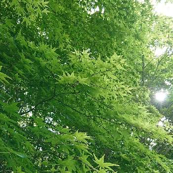 greenの画像 by りつこさん | お出かけ先ともみじと自然と自然美とみどりに癒されると自然の癒しとgreen