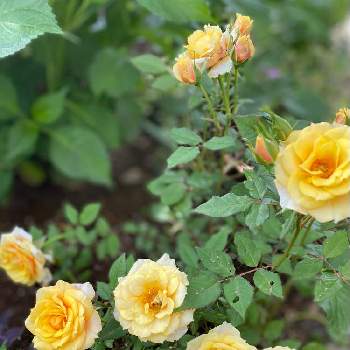 ミニバラ♪の画像 by コアラさん | 小さな庭とミニバラと金曜日の蕾たちとミニバラ♪と好きな色と花壇と蕾がいっぱいと黄色い花と可愛いと花のある暮らし