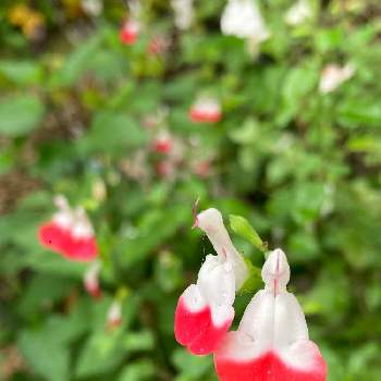 紅白の花の画像 by hiro_tさん | 小さな庭とチェリーセージいちごミルクと紅白の花と紅白花合戦