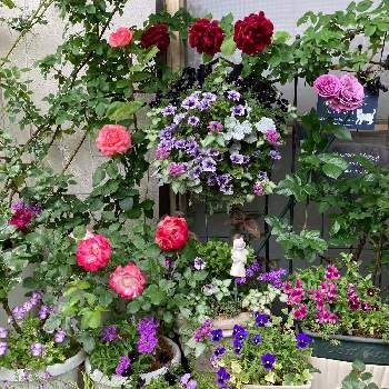 癒しを求めての画像 by White Roseさん | 小さな庭と薔薇 ピンクパンサーとバラ(バーガンディ アイスバーグ)とデュピレ・デュ・プリンス・ドゥ・モナコとバラ プラムパーフェクトとつるクリムゾン・グローリーと花時間と癒しを求めてとビオラ・パンジーとピンクの花と南側の庭と寄植えと赤紫色の花と赤い花とペチュニア☆と花のある暮らしと薔薇♪とハンギング・バスケットと鉢栽培