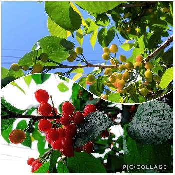 果物の画像 by かげさゆさん | サクランボと千葉と樹木と富山支部と果物と春大好きと赤い実