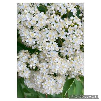 モリモリの画像 by 輪羽（りんは）さん | 畑とナナカマドと癒される♡と可憐な花と小さなお花とかわいい蕾とモリモリとかわいいと白い花