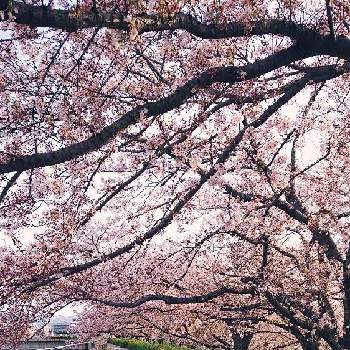 桜フォトコン2022の画像 by Sayuさん | お出かけ先とさくら 桜 サクラと桜フォトコン2022