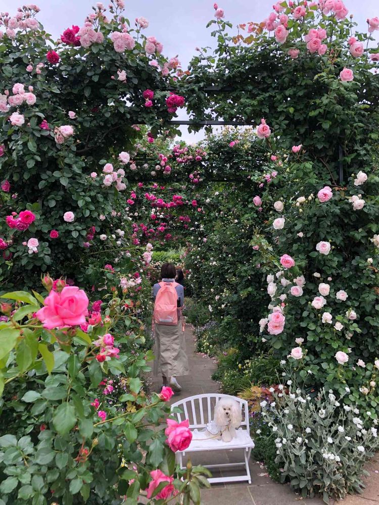 ピリカさんの港の見える丘公園への投稿