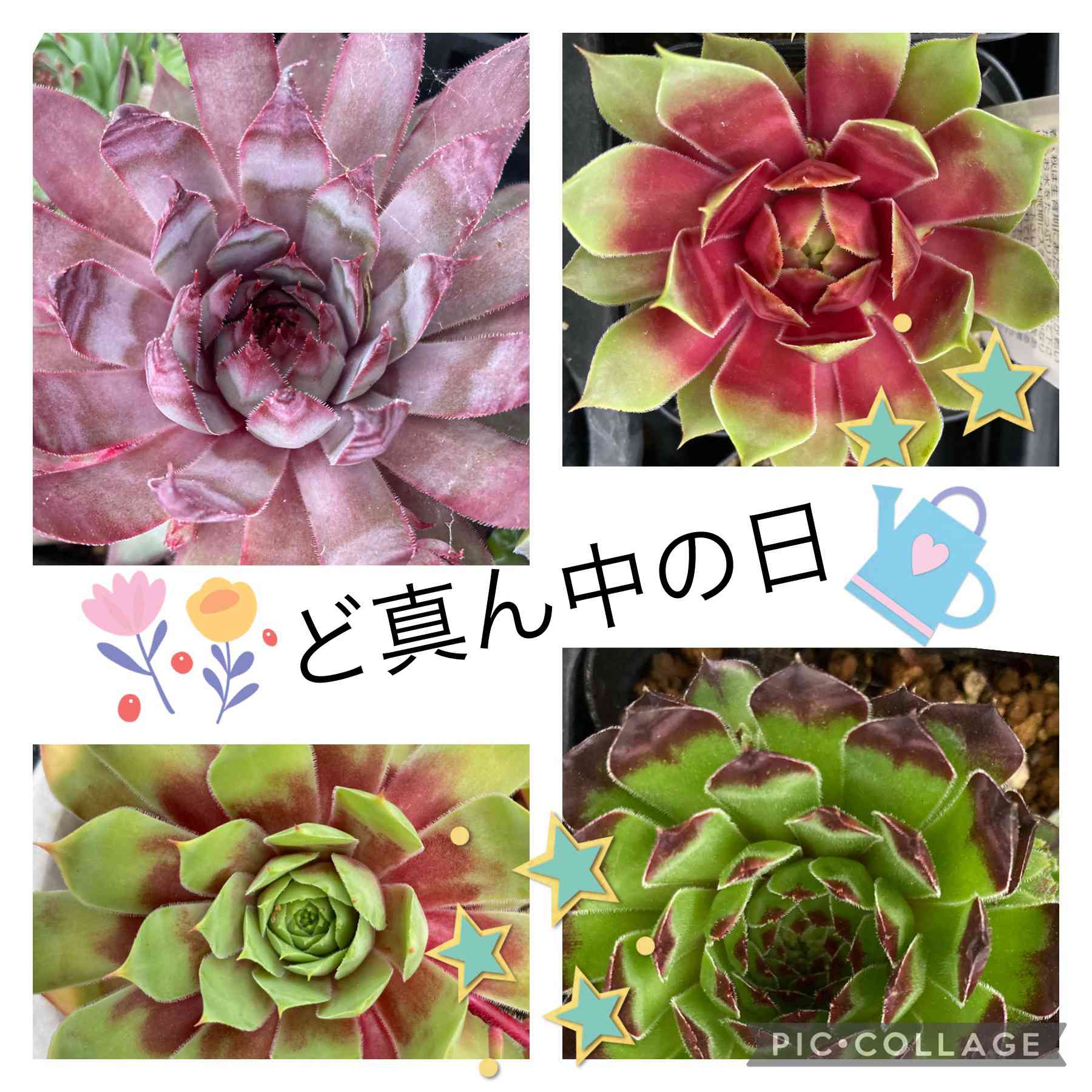 センペルビウム サンドロップの一覧｜🍀GreenSnap（グリーンスナップ）