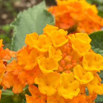 オレンジの花の画像 by のいまいさん | お出かけ先とランタナと交通安全祈願と写真中毒と日曜ビタミンカラー♪と戦争反対とオレンジの花とコロナに負けるな‼️と医療従事者に感謝と植物万歳と黄色の花とGS皆様ありがとう
