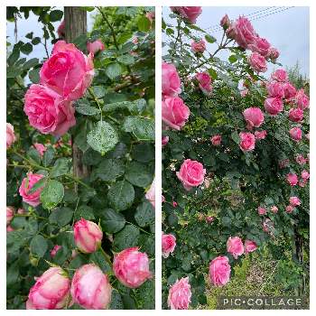素敵な花色の画像 by 芙蓉さん | ❤️薔薇に癒されてとお願い、雨降らないでとばら バラ 薔薇と薔薇の季節到来と素敵な花色と素敵とつるバラヒストリー