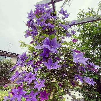 紫色のお花♡の画像 by ボンバーケイさん | 広い庭とようやく花がとみんなで力を合わせてと風に吹かれてと3年目とおうち園芸と紫色のお花♡