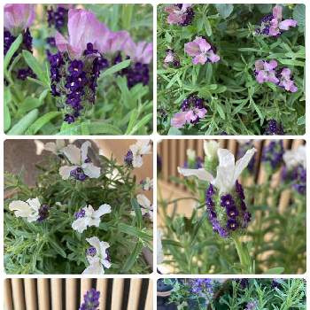 3色の画像 by pochikoさん | イングリッシュラベンダー ブルースピアとラベンダー カスティリャーノ ホワイトとラベンダー　カスティリャーノ　ライラックと3色とお花大好きとラベンダー☆と鉢植えと花のある暮らし