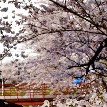桜フォトコン2022の画像 by ピッピさん | お出かけ先と春のお花と桜フォトコン2022とさくら 桜 サクラとミラーレス一眼と風景