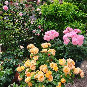 バラ アリアドネの投稿画像一覧 Greensnap グリーンスナップ