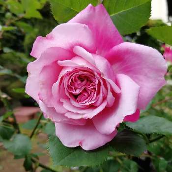 大人かわいい♪の画像 by こぼれだね*くんさん | アニエスシリジェルとピンクの花と癒しと花に癒されと鉢植えとばら 薔薇 バラと大人かわいい♪とギョーの薔薇